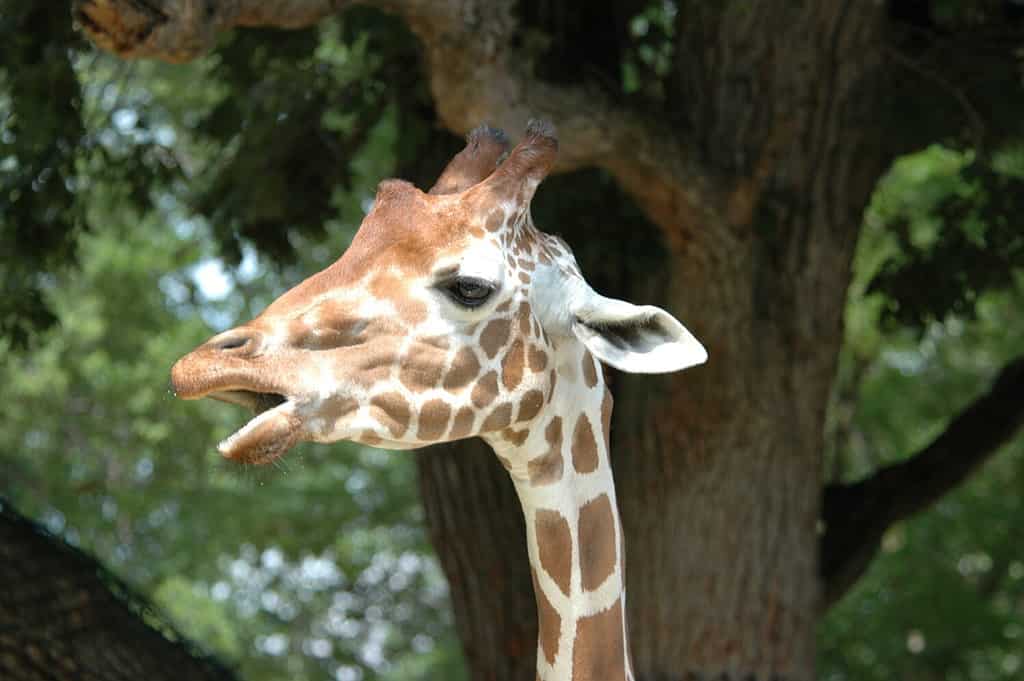 Giraffa reticolata cooperativa (Giraffa camelopardalis reticulata) allo zoo Henry Doorly di Omaha (uno di una serie)