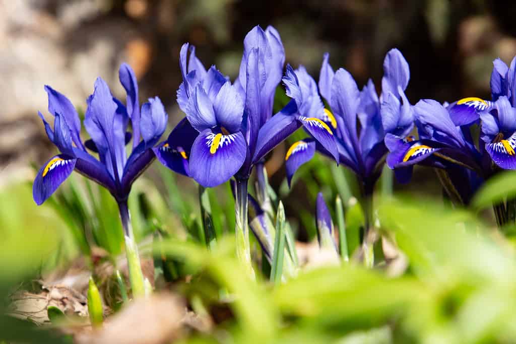 Iris reticolato blu in primavera, chiamato anche Iris reticulata o iris zwerg