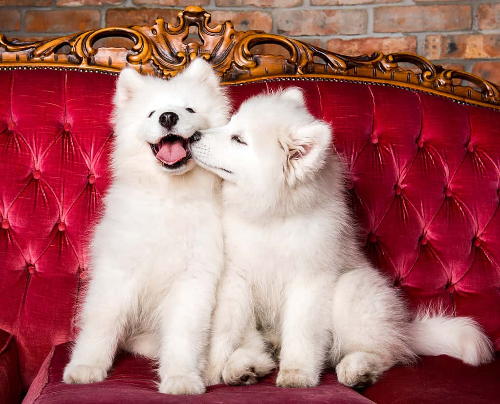 I cani Samoiedo si baciano sul lussuoso divano rosso