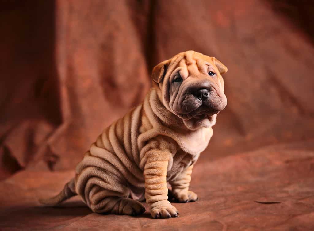 Cucciolo carino di Sharpei