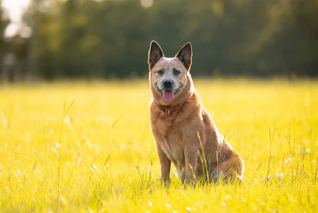 Bovaro australiano o Heeler rosso del Queensland