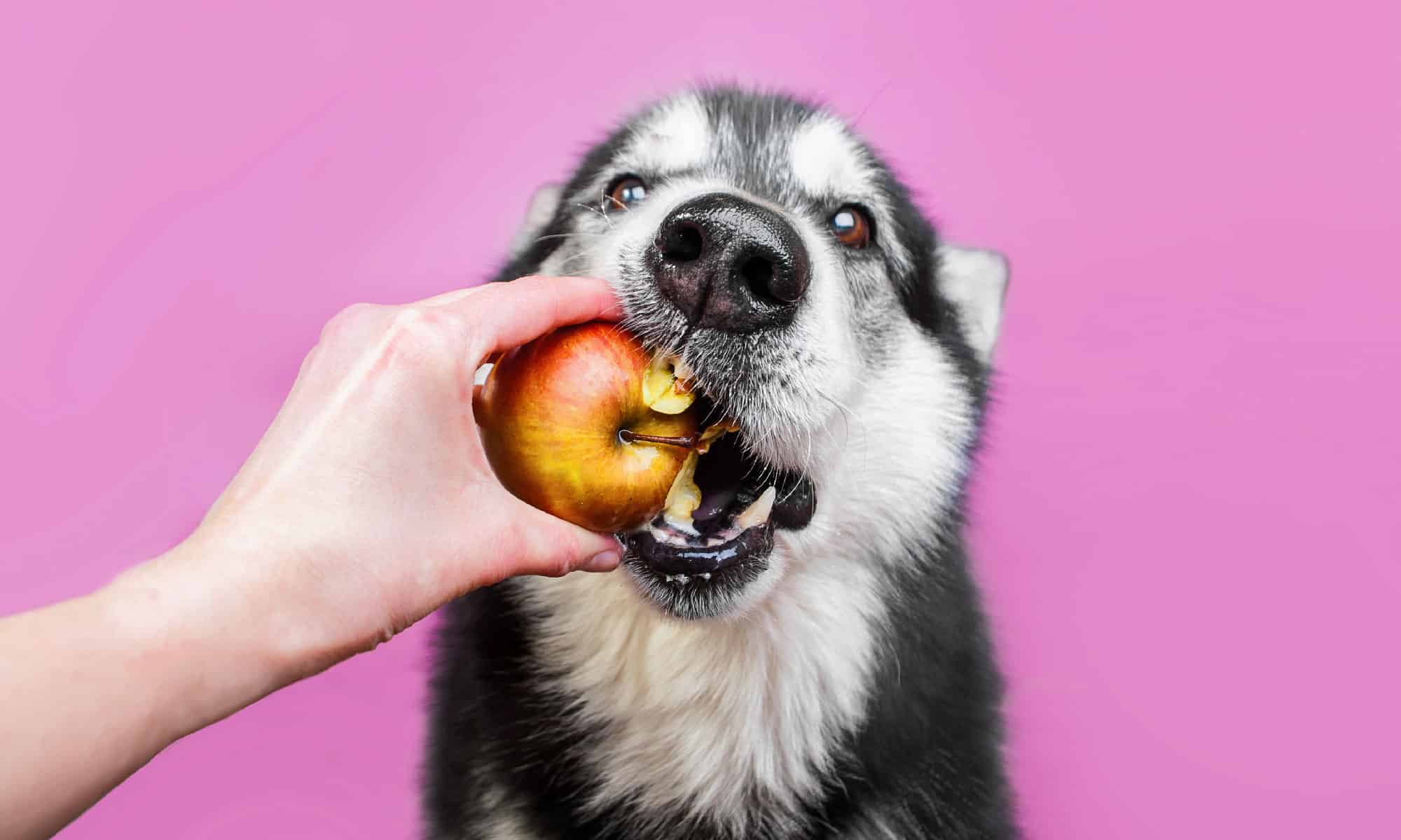 13 alimenti umani che fanno bene al tuo cane
