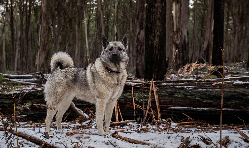 Cane Elkhound norvegese in ambiente naturale
