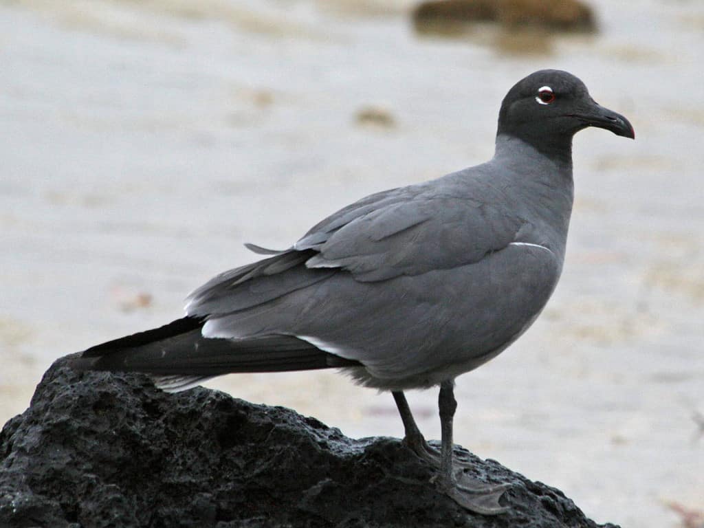 Lava_Gull_RWD2