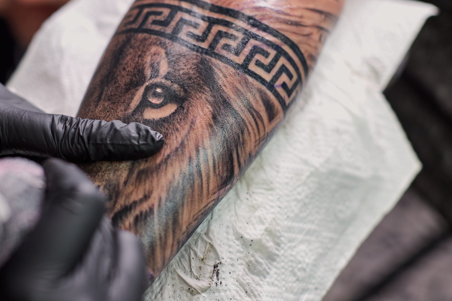 Tatuaggio di un leone sul braccio della cliente nel salone.  Tatuatore che lavora sul braccio di un cliente nel suo studio.