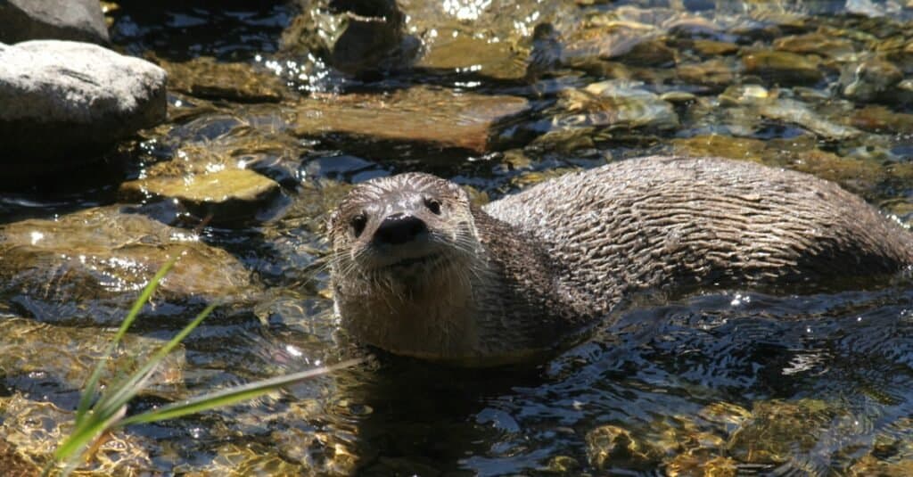 Cosa mangiano le lontre di fiume?