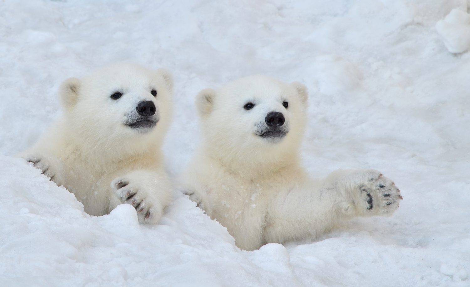 Due cuccioli di orso polare bianco guardano fuori da un buco nella neve.