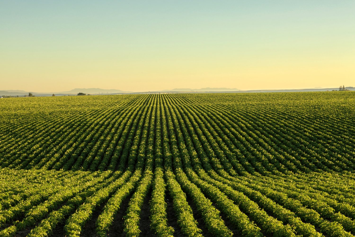 Una vista mattutina delle file in un campo di patate nei fertili campi ondulati dell'Idaho.