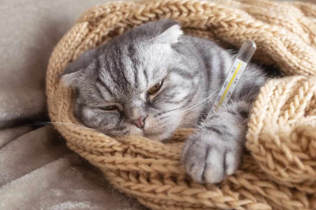 Il gatto Scottish Fold grigio malato si trova sotto una coperta con un termometro.  Concetto di malattia degli animali domestici, medicina veterinaria.