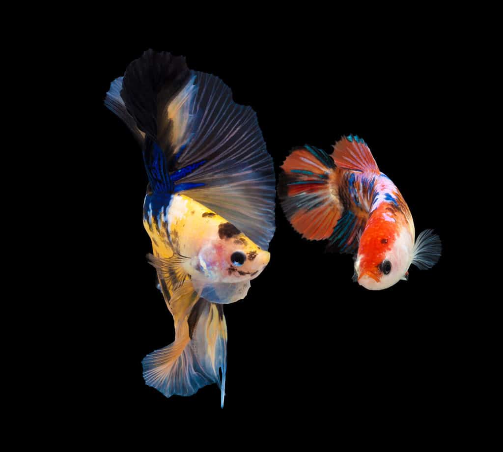 Stagione dell'accoppiamento dei pesci in natura. Pesce combattente siamese multicolore (Rosetail) (Half Moon), pesce combattente, Betta splendens, su sfondo nero, Betta Fancy Koi Half Moon Plakat