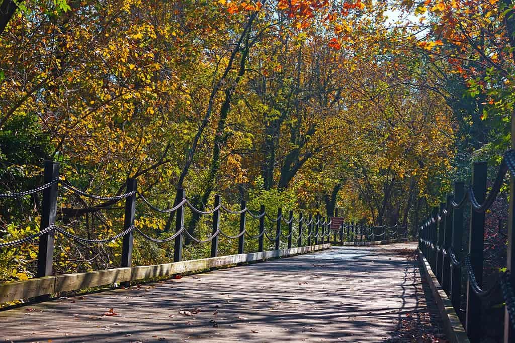 Un percorso pedonale e ciclabile lungo il fiume Potomac ad Arlington, Virginia, Stati Uniti.  Sentiero tra alberi decidui in una mattinata soleggiata in autunno.