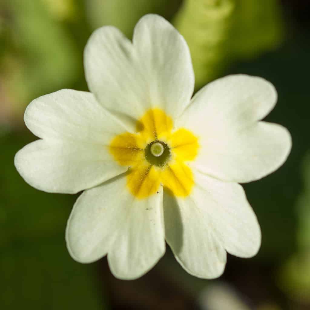 Primula vulgari