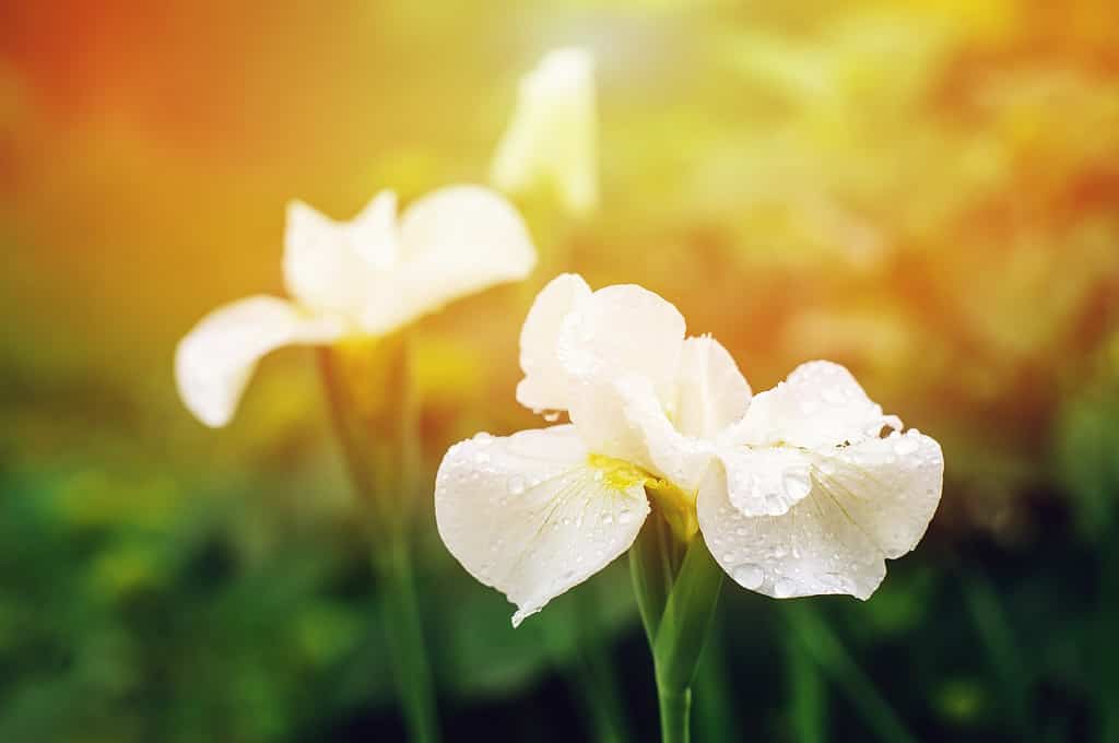 le iridi bianche in fiore si chiudono nel giardino estivo.  Composizione floreale con spazio vuoto, in morbida luce solare