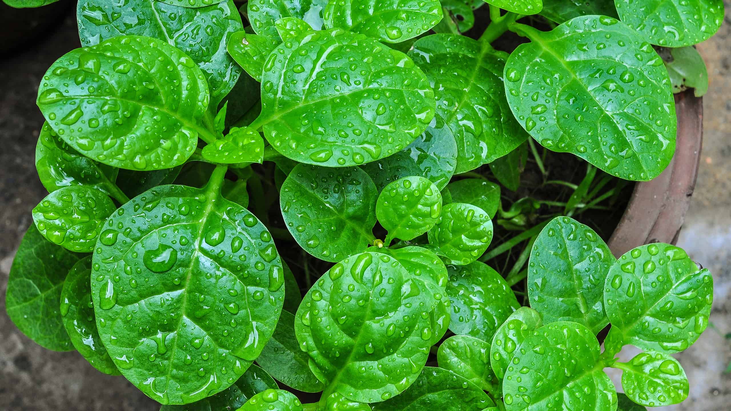 Basella alba, spinaci di Malabar