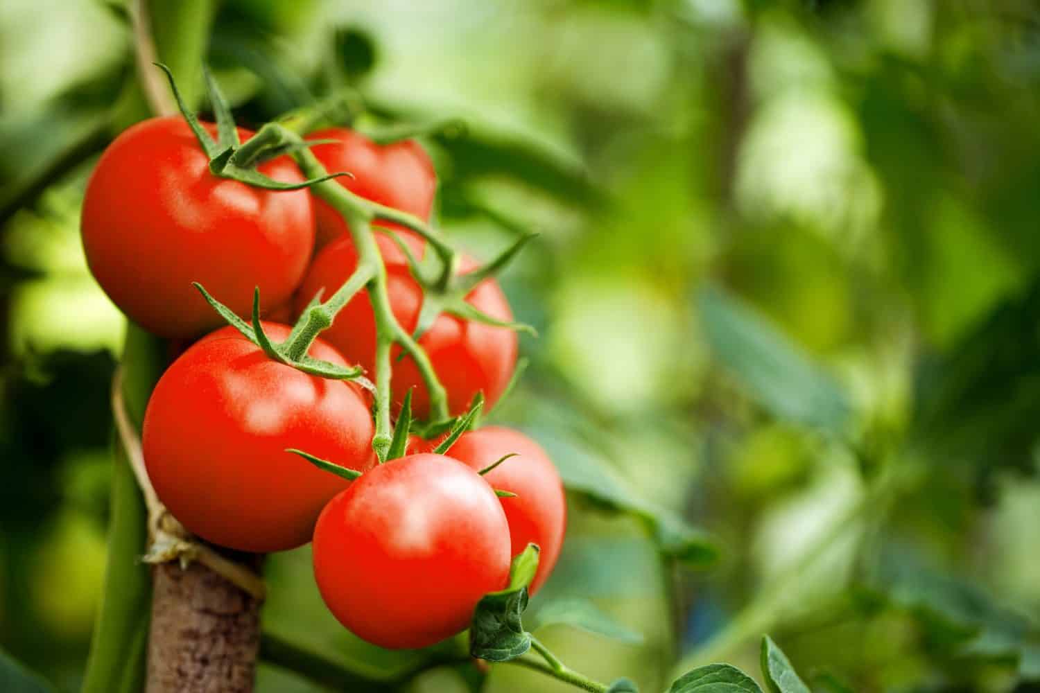 Bellissimi pomodori rossi maturi coltivati ​​in serra.  Fotografia di pomodoro da giardinaggio con spazio per la copia.  Profondità di campo
