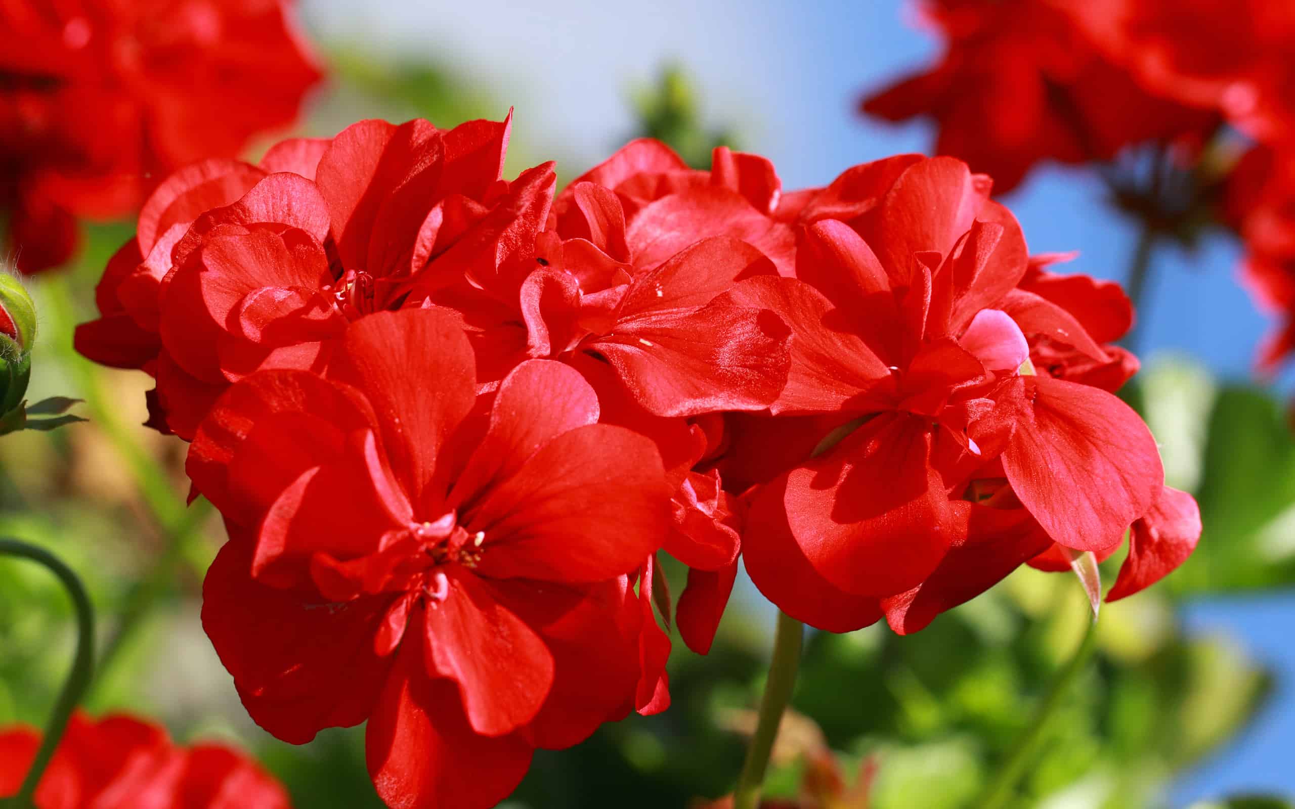 Geranio, Rosso, Cranesbill, Fiore, Botanica