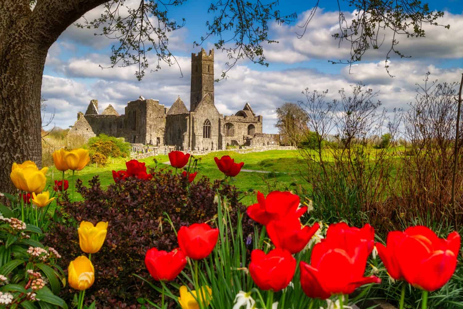 Bellissime rovine dell'Abbazia di Quin con fiori che sbocciano nella contea di Clare, Irlanda