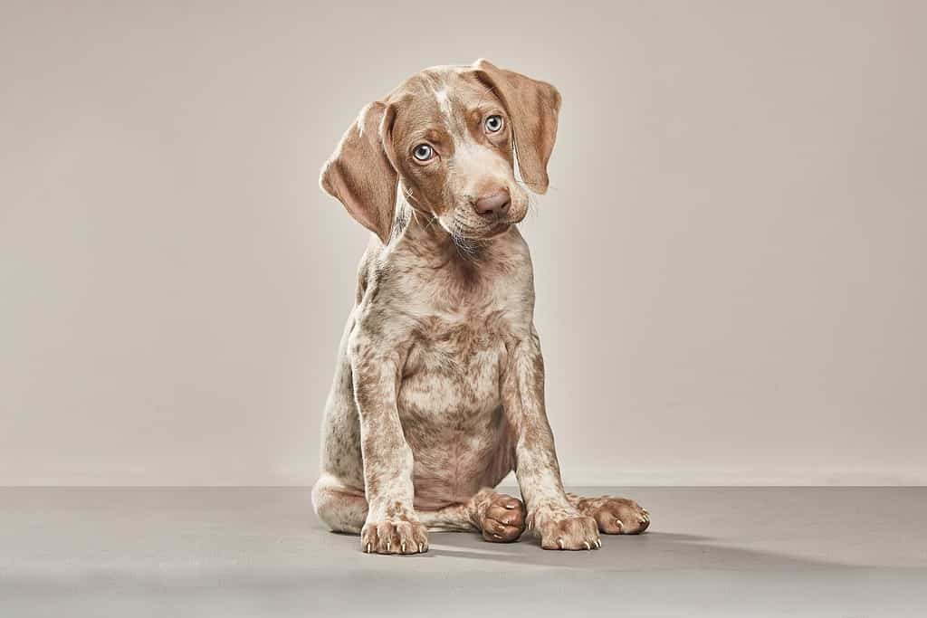 RITRATTO DEL CUCCIOLO PEZZATO WEIMARANER GUARDANDO LA FOTOCAMERA SU SFONDO BIANCO