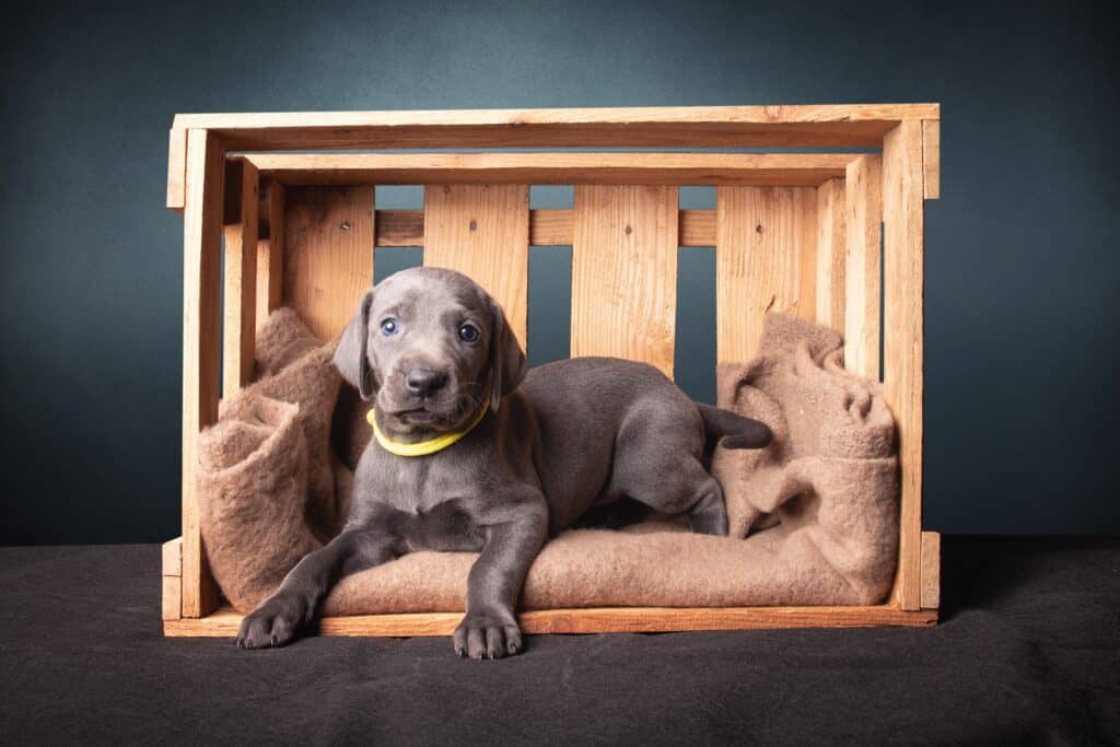 trasportino per cani in legno