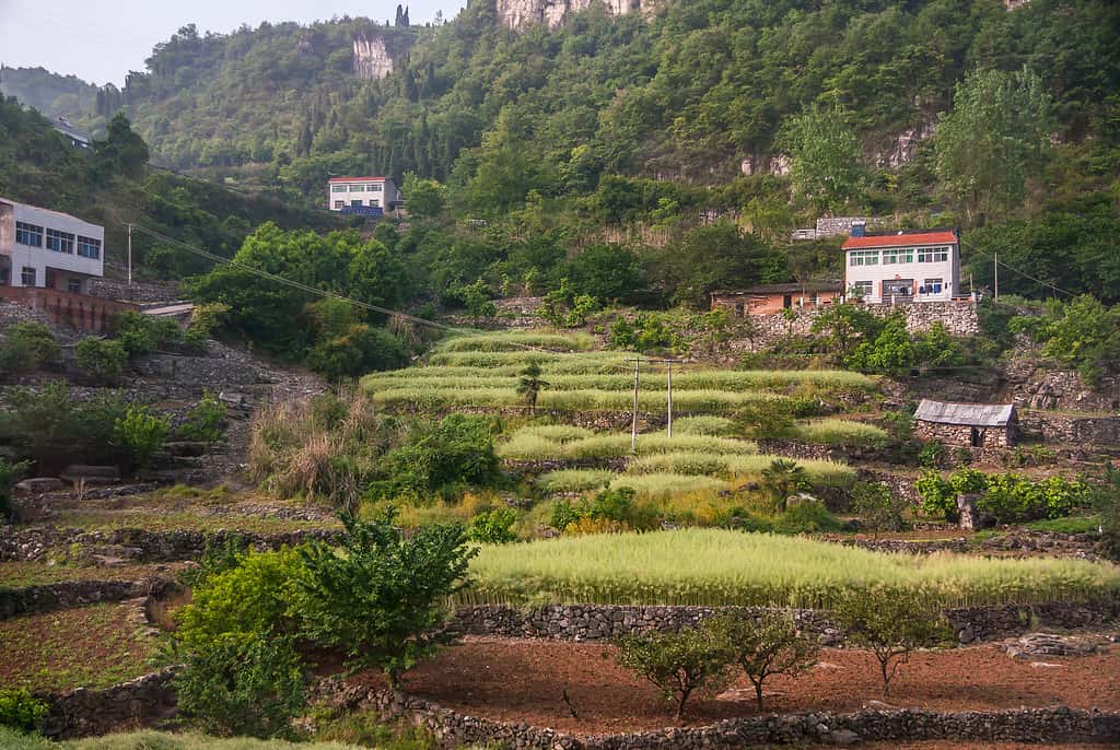 Risaie sul fianco della montagna coperta di verde, Yichang, Cina.