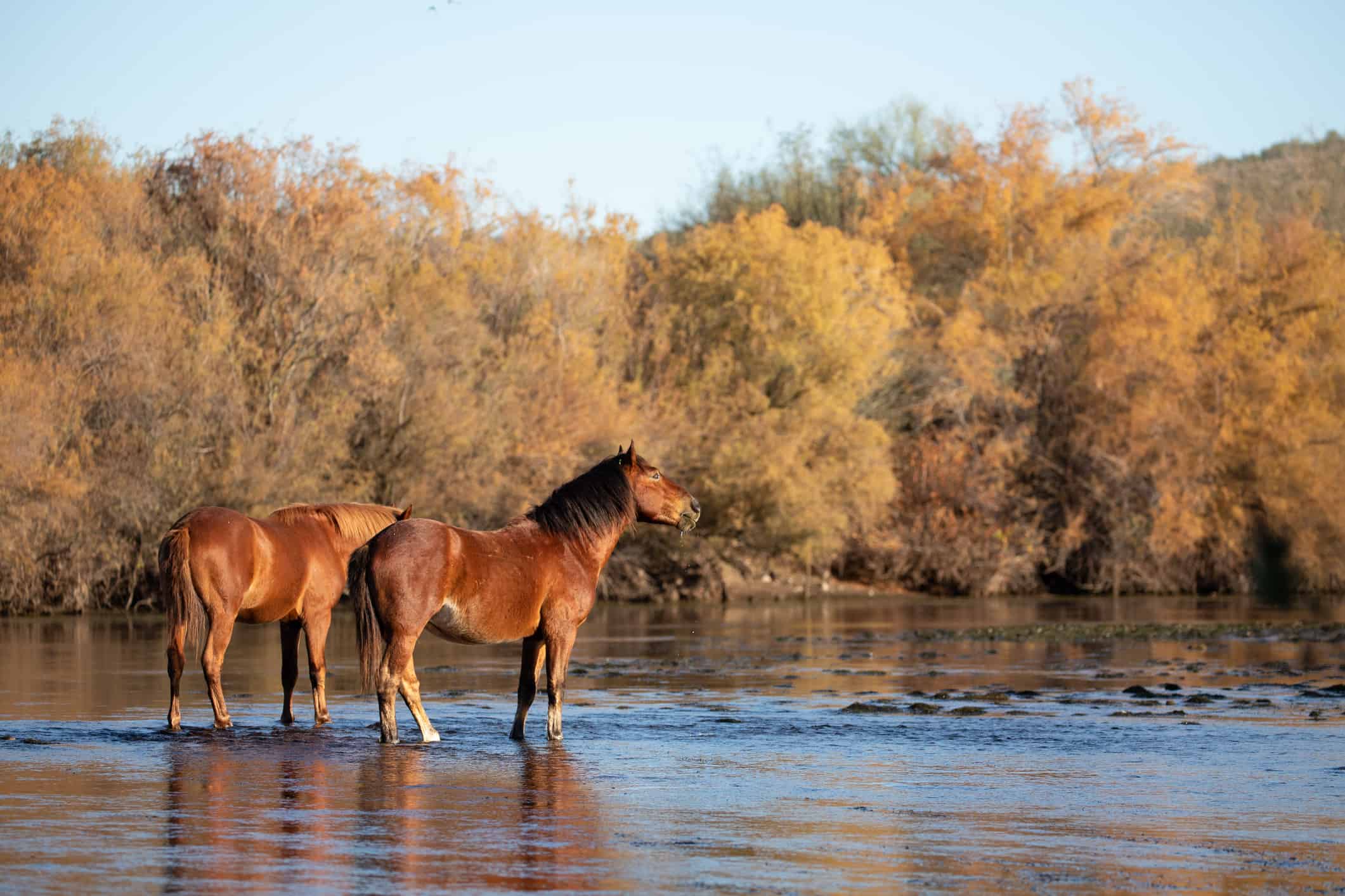 Stalloni di cavalli selvaggi di castagno e Dun di Bay a Salt River al mattino presto nel sud-ovest americano dell'Arizona, Stati Uniti