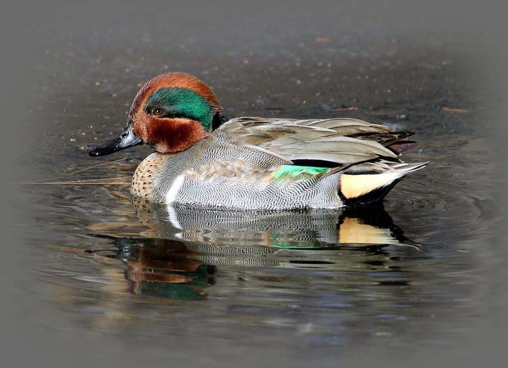 Anatra verde acqua maschio dalle ali verdi