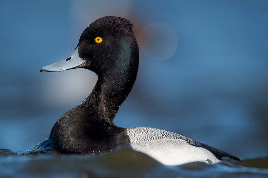 Uno Scaup minore nuota nell'acqua blu brillante in una giornata soleggiata con uno sfondo blu liscio e il suo vibrante occhio giallo che risalta.