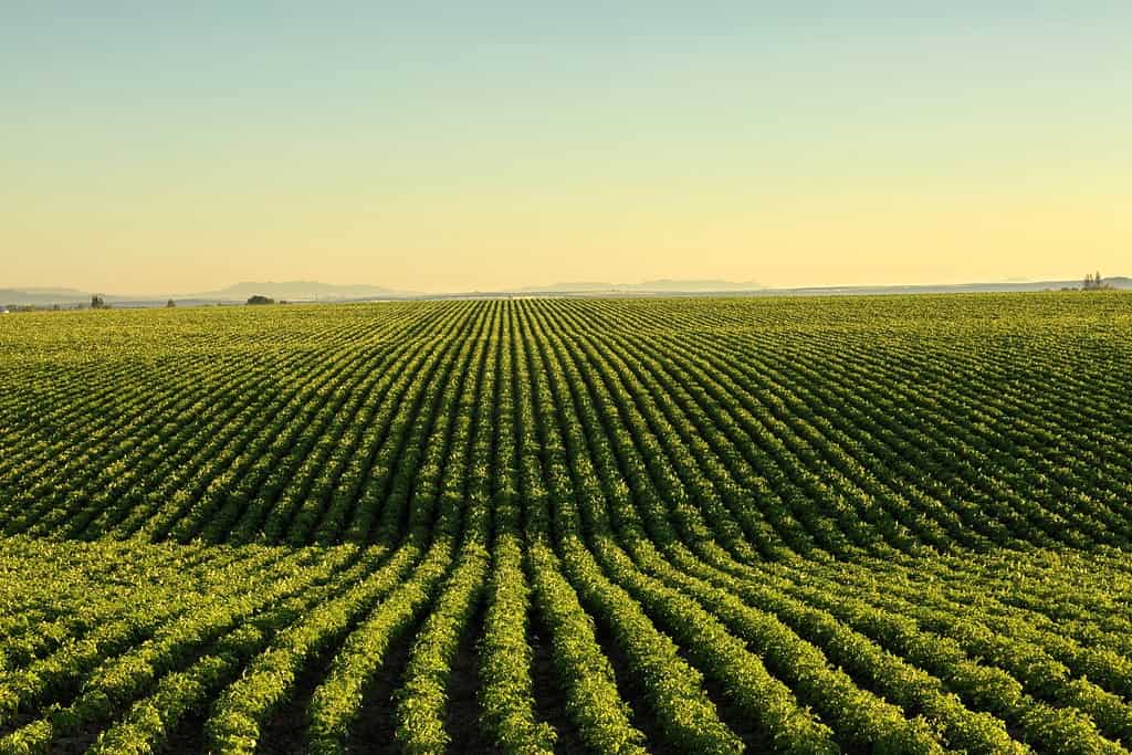 Una vista mattutina delle file in un campo di patate nei fertili campi ondulati dell'Idaho.