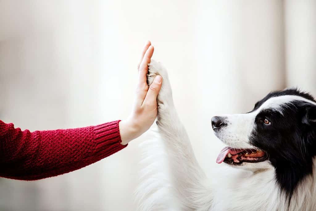 Il cane dà la zampa alla donna.  Zampa del cane nella mano dell'uomo.  Animale domestico