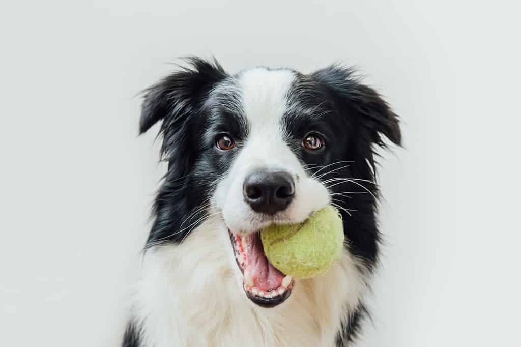 Divertente ritratto di un simpatico cucciolo di cane border collie che tiene la palla giocattolo in bocca isolata su sfondo bianco.  Il cane di razza con pallina da tennis vuole giocare con il proprietario.  Attività degli animali domestici e concetto di animali