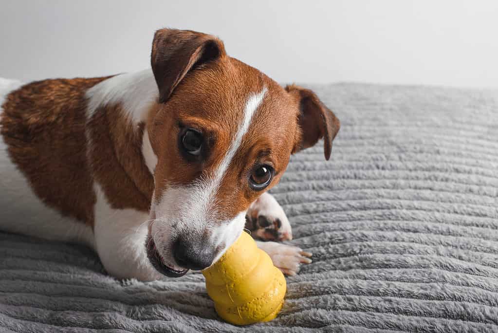 Cane Jack Russell Terrier che mastica il giocattolo puzzle di Kong.