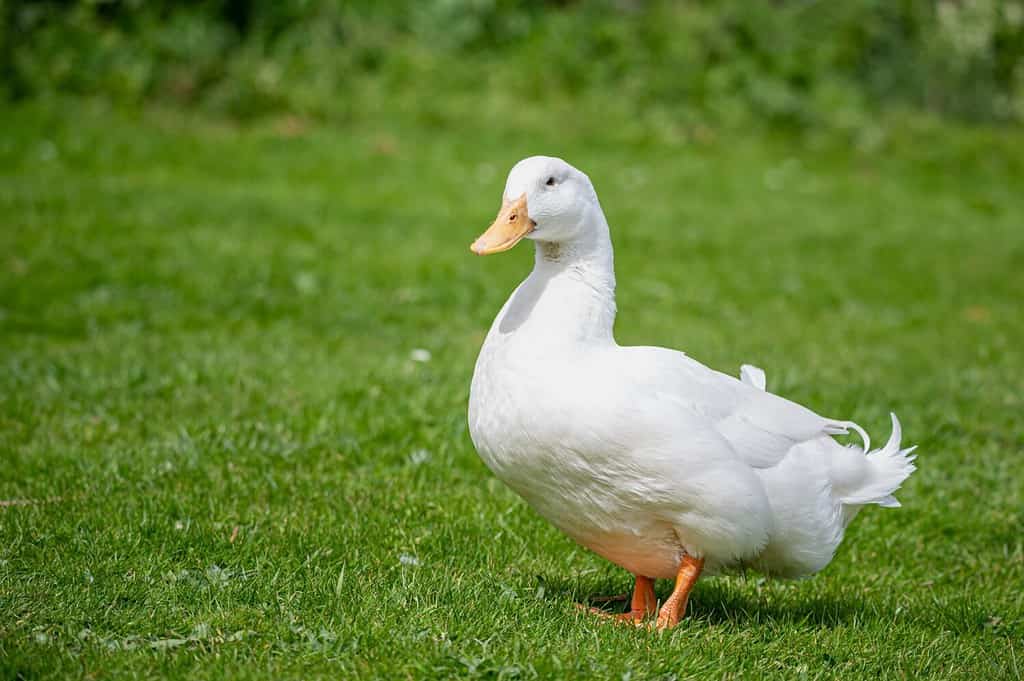 Grande anatra bianca e pesante conosciuta anche come America Pekin, Long Island Duck, Pekin Duck, Aylesbury Duck, Anas platyrhynchos domesticus