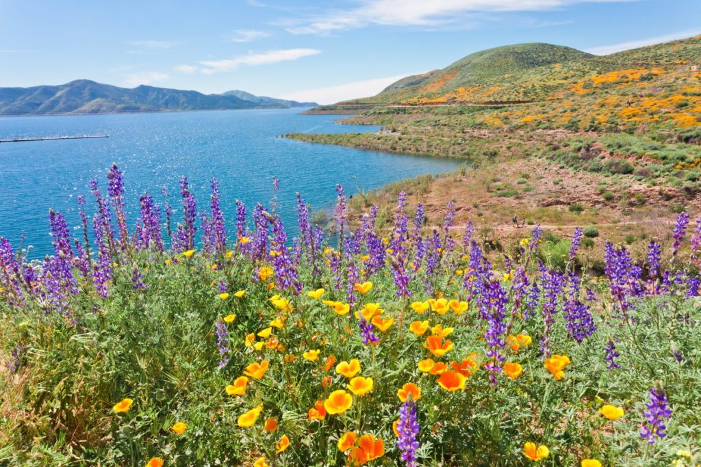 La super fioritura dei fiori selvatici della California al Diamond Valley Lake nella contea di Riverside, uno dei posti migliori per vedere papaveri, lupini e altri fiori selvatici colorati