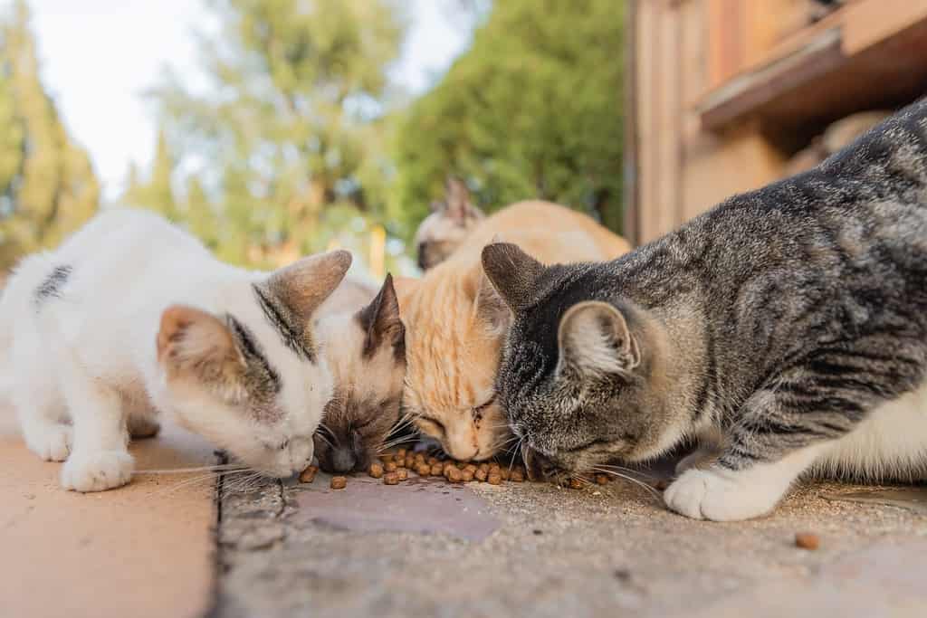 Colonia di gatti che si alimentano.  Gatti selvatici che vivono all'aperto.  Un gruppo di gatti randagi che mangiano il cibo secco per gatti che danno loro i loro caregiver.