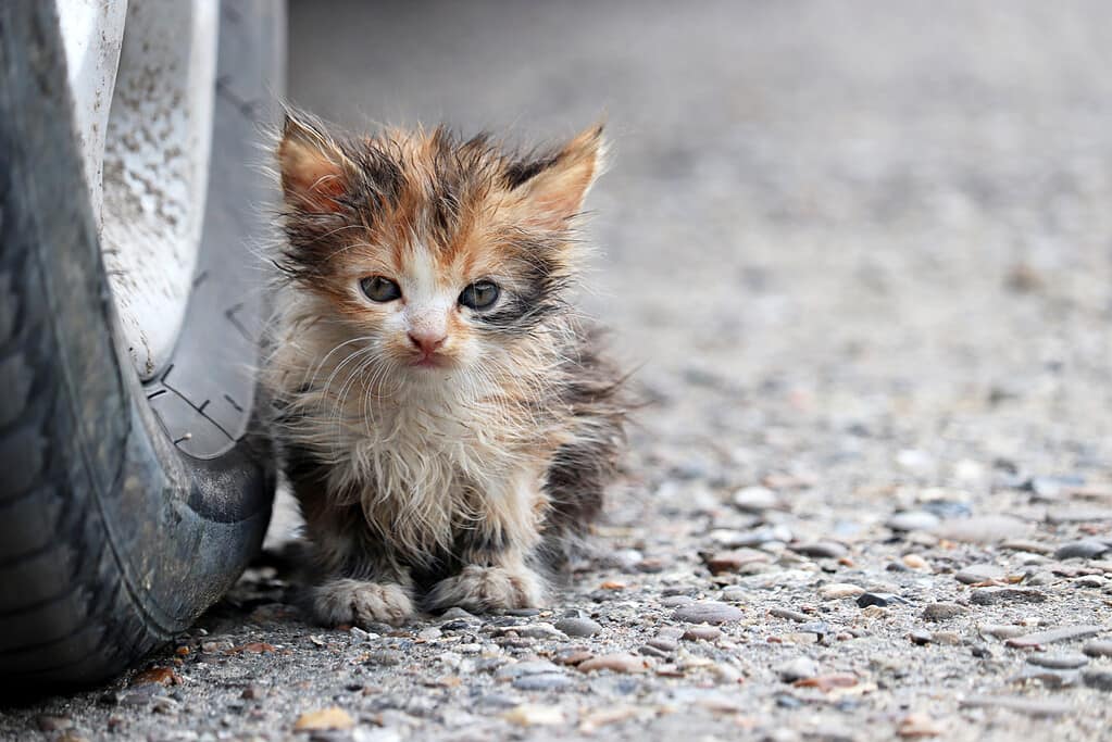 Piccolo gattino seduto su una strada vicino alla ruota dell'auto