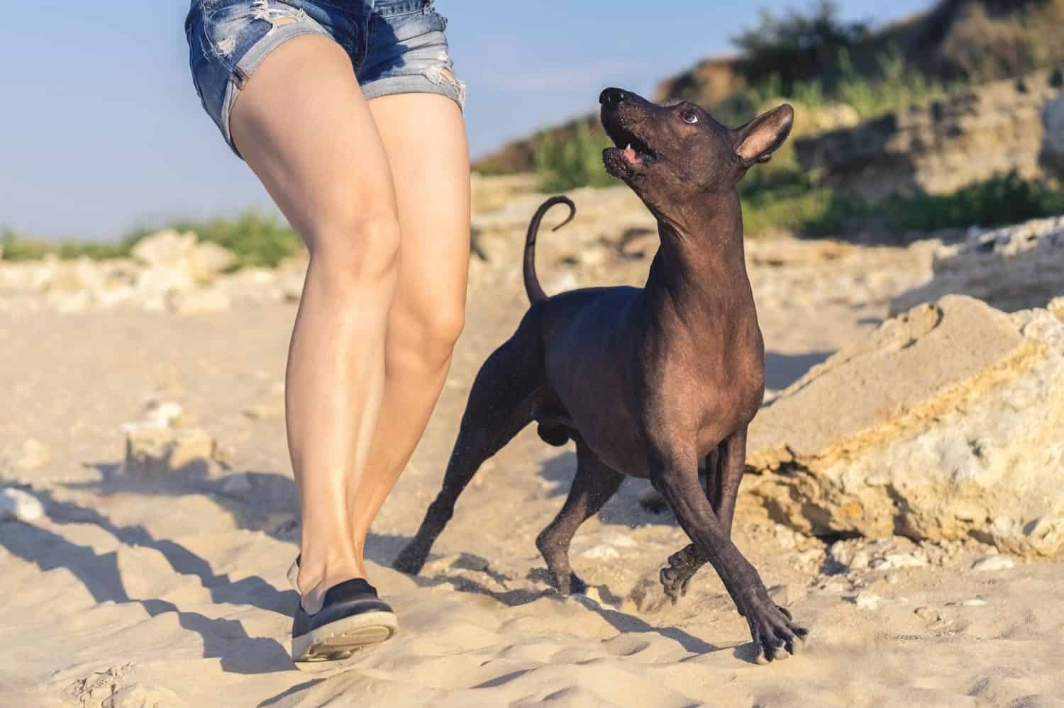 Giovane ragazza che cammina (gioca) con il suo cane xoloitzcuintli sulla spiaggia di sabbia al tramonto