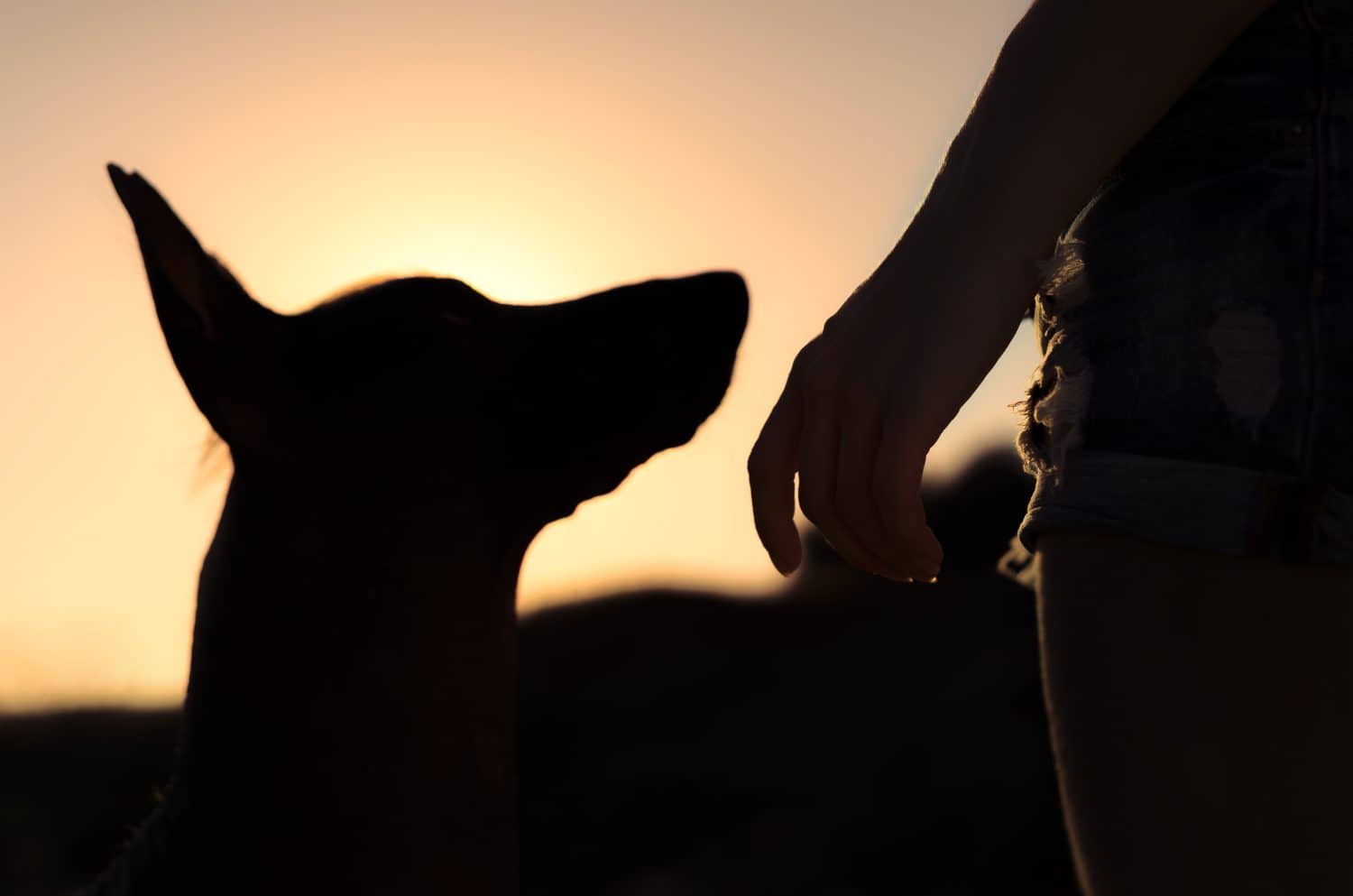 Ragazza e il suo cane a passeggio, stagliati contro il cielo al tramonto