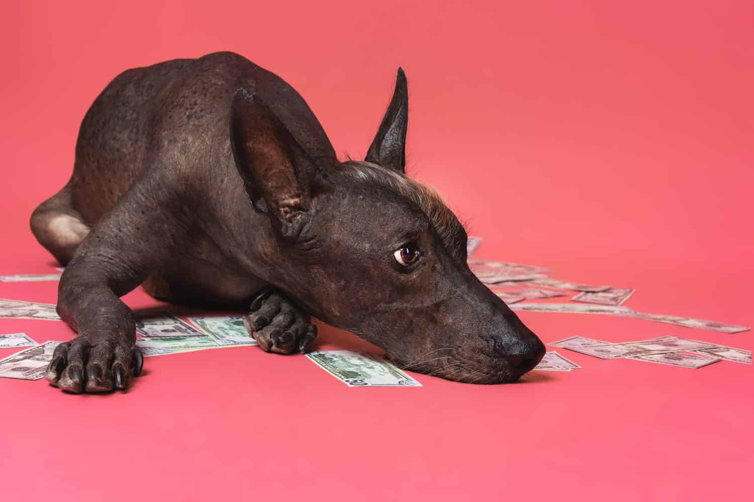 il ritratto ravvicinato di un cane di razza xoloitzcuintle giace su un mucchio di dollari americani su uno sfondo rosa.  Ricchezza