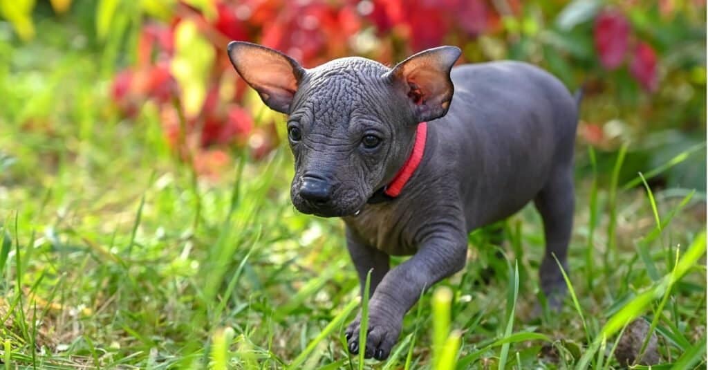 Piccolo e carino cucciolo Xoloitzcuintle (cane messicano senza peli) con collare rosso che cammina in un bellissimo giardino.