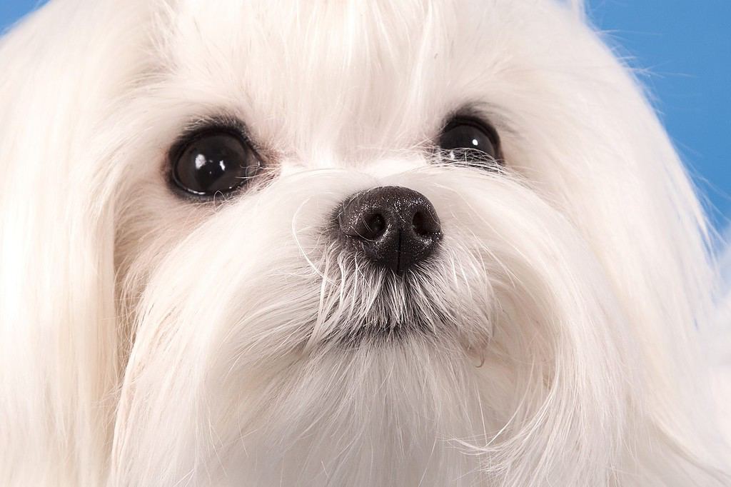 Ritratto di un cane bianco della razza maltese da vicino su cui sono visibili gli occhi, il naso e la struttura della lana su sfondo blu.