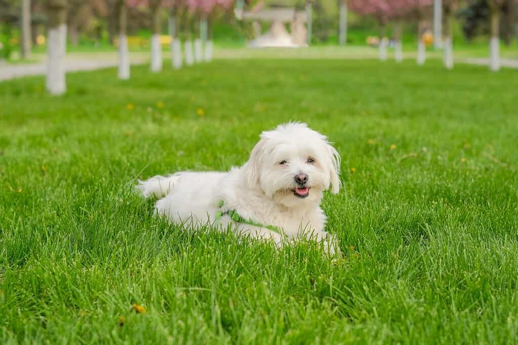 Il cane maltese giace sull'erba del parco