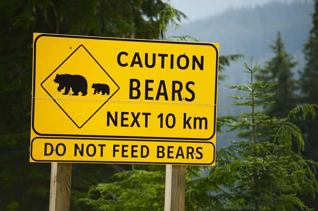 Attenzione agli orsi nei prossimi 10 km: non dare da mangiare agli orsi.  Cartello giallo sul lato strada nella Columbia Britannica, Canada.