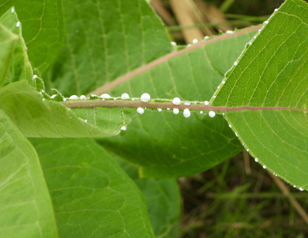 Asclepias syriaca (Euforbia comune) Pianta della prateria nativa del Nord America