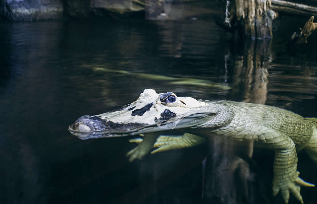 Primo piano di un raro alligatore bianco che emerge dalle acque paludose selvagge