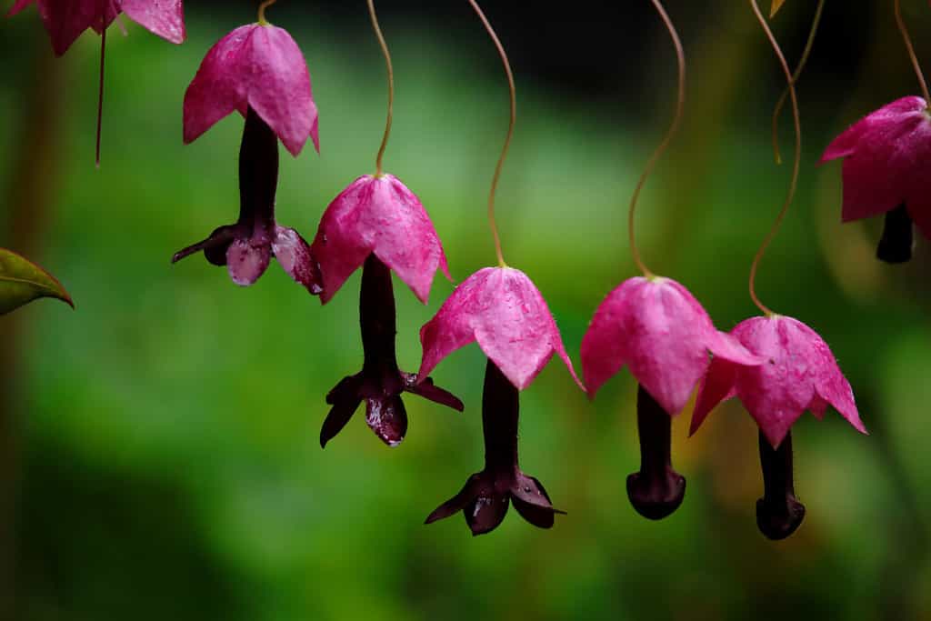 Fiori rosa della Purple Bell Vine chiamata anche Black Mans Willie (Rhodochiton atrosanguineus)