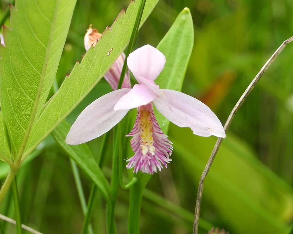 Pogonia ophioglossoides (Rosa Pogonia) Fiore selvatico di orchidea nativa del Nord America