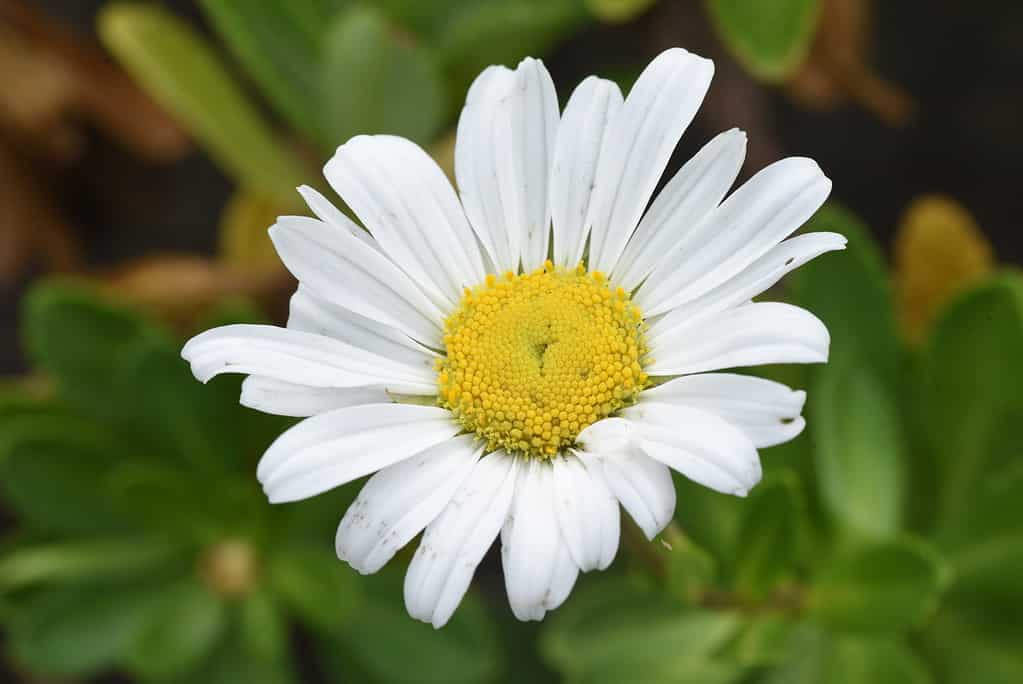 Autunno, bellezza, fiore, crisantemo, primo piano