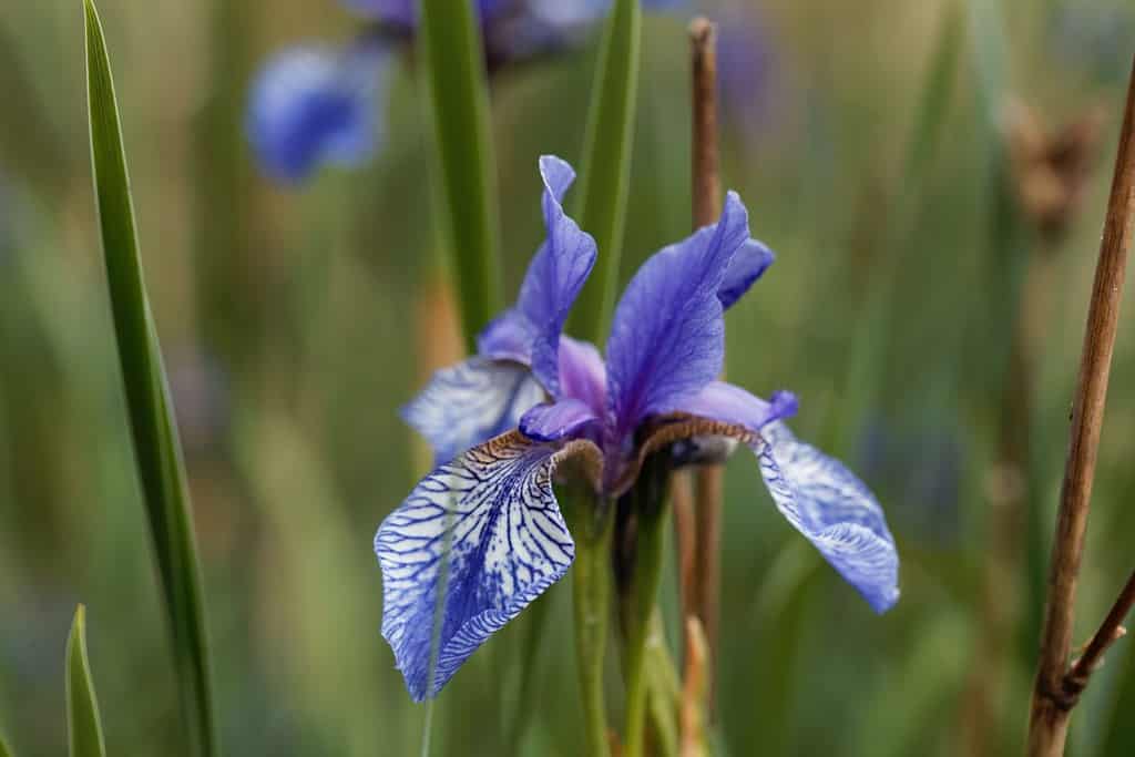 Fiore di un'iride dal seme cubico, Iris prismatica