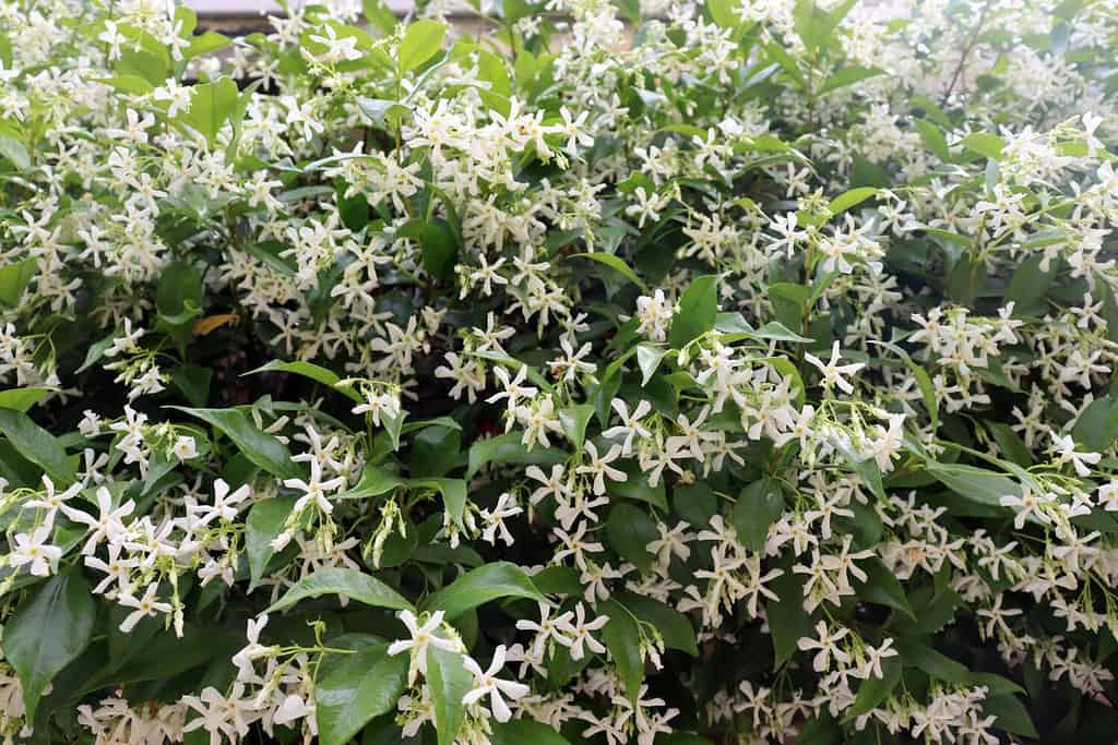 Vero gelsomino, Jasminum officinale, cespuglio fiorito bianco nel sud della Francia