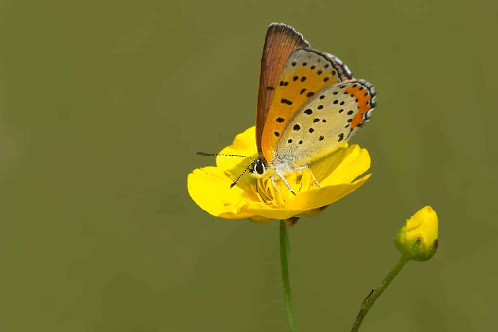 Farfalla in bronzo e rame appollaiata su un fiore di ranuncolo che raccoglie il nettare.  Parco provinciale Carden Alvar, laghi Kawartha, Ontario, Canada.